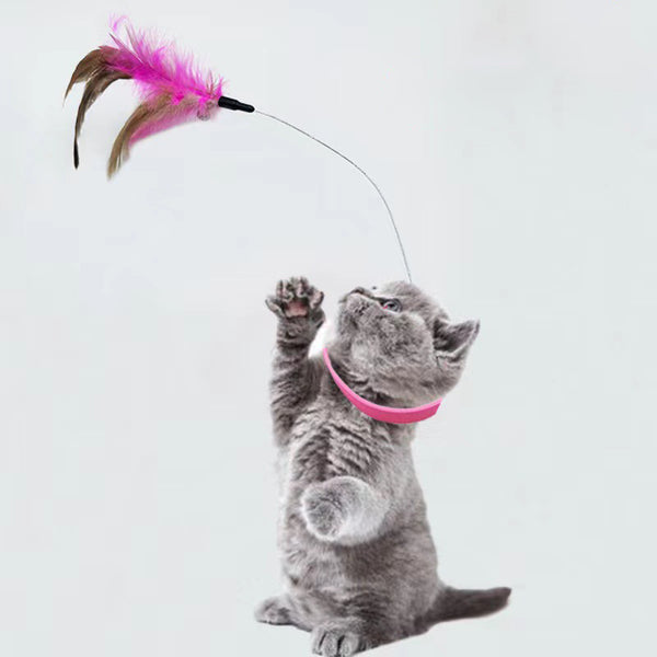 Gray cat playing with a feather toy on a white background
