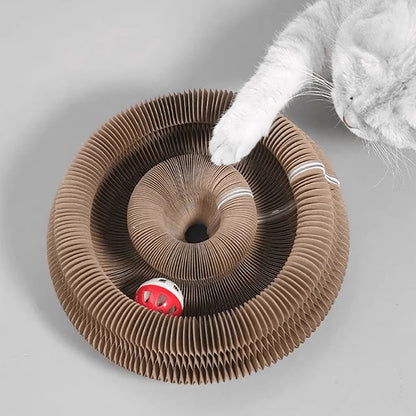 Cat playing with a cardboard tube toy on a gray background