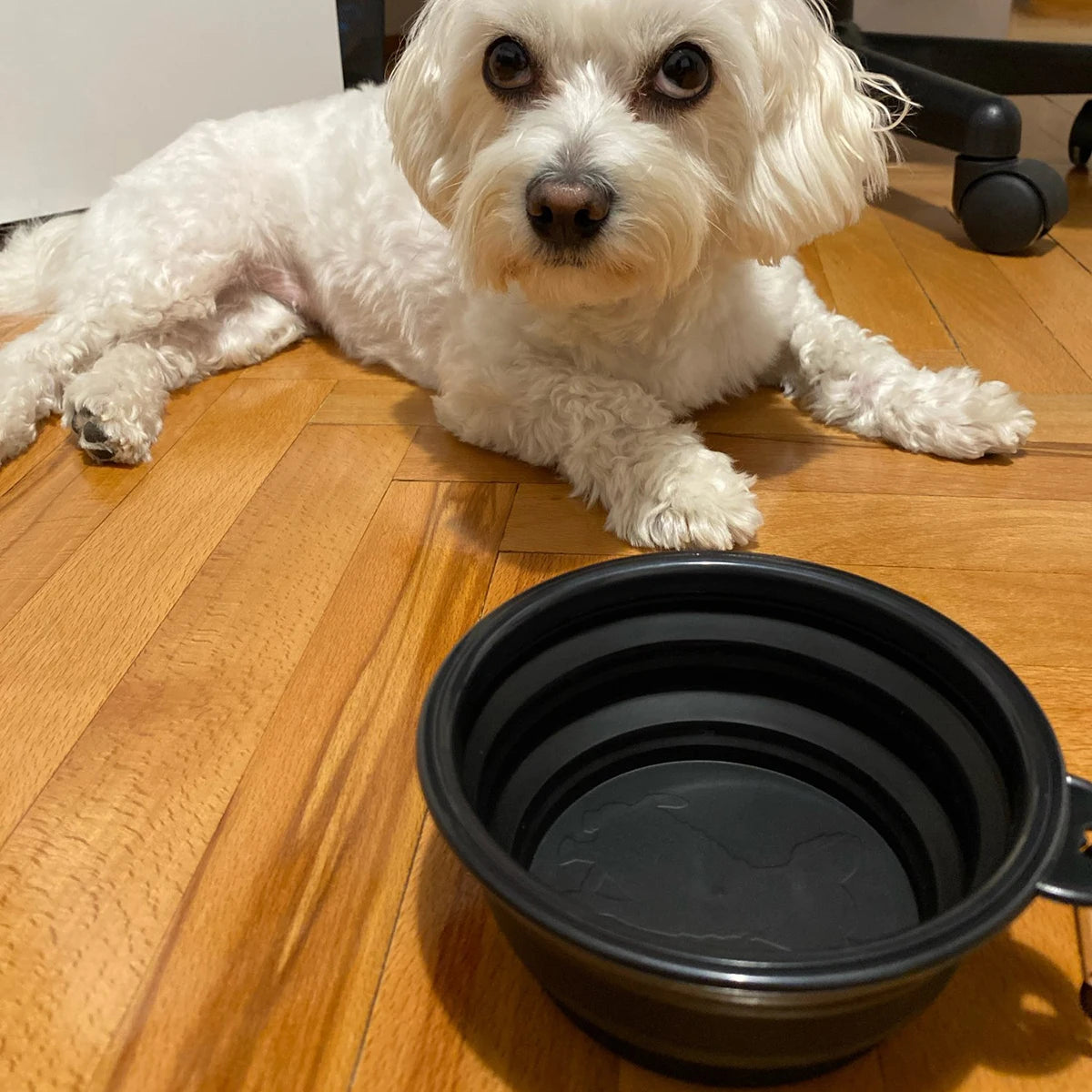 Small white dog sitting beside black collapsible travel bowl