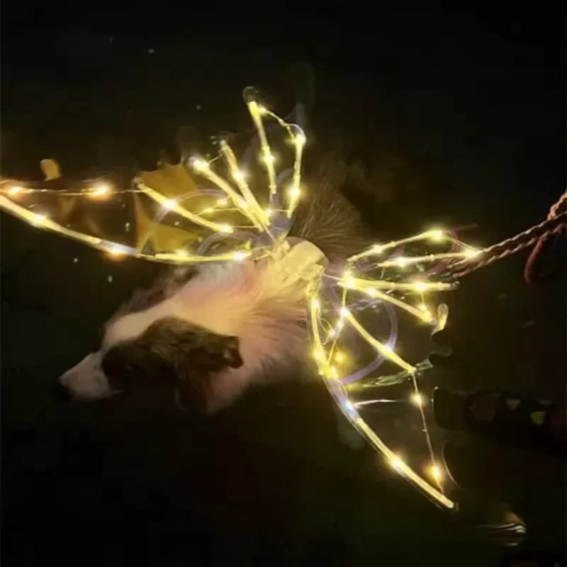Butterfly with illuminated wings held against a dark background