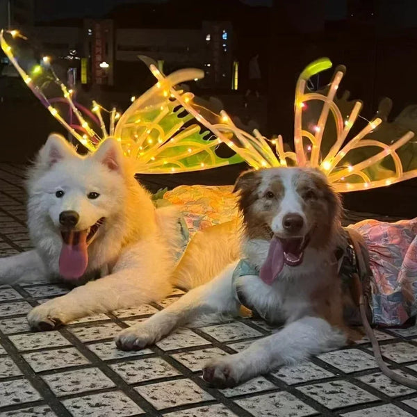 Two dogs lying on a tiled outdoor floor at night, each wearing a glowing fairy-style costume with illuminated wings and a small dress. The scene is lit by warm yellow string lights, with blurred city lights in the background.