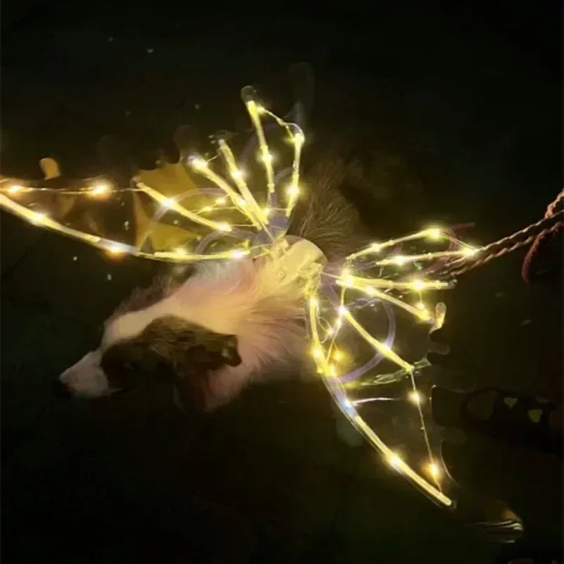 A dog lying down at night wearing a glowing decorative harness or wing-like light setup made of warm white string lights, with a leash visible on the right.