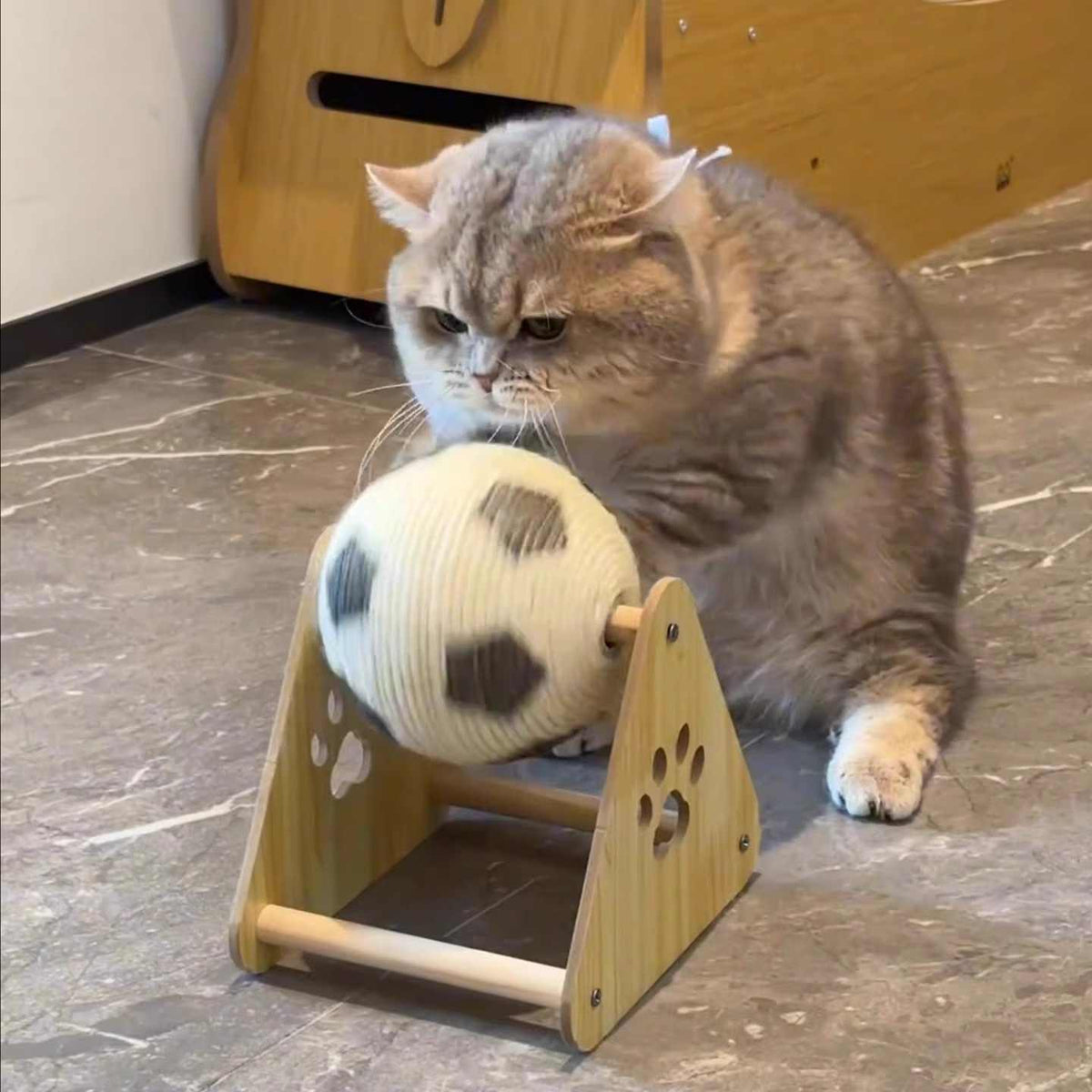 Cat playing with a wooden ball toy on a marble floor